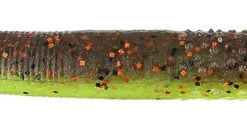 Z Man Finesse TRD (The Real Deal) 8 Pack Baits