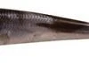 Berkley Gulp! Minnow 3 Inch 12 Pack